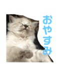 今泉家の家族集合（個別スタンプ：22）