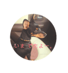 ミニピンもんちゃん(cinnamon)（個別スタンプ：16）