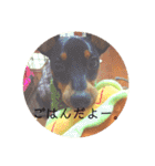ミニピンもんちゃん(cinnamon)（個別スタンプ：19）