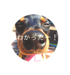 ミニピンもんちゃん(cinnamon)（個別スタンプ：21）
