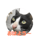 ハチワレのシカオちゃん（個別スタンプ：1）