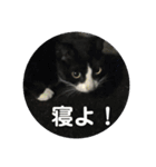 ハチワレのシカオちゃん（個別スタンプ：5）