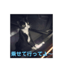 ハチワレのシカオちゃん（個別スタンプ：7）