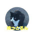 ハチワレのシカオちゃん（個別スタンプ：9）