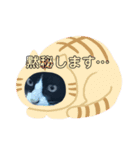 ハチワレのシカオちゃん（個別スタンプ：16）