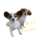 幸せパピヨン犬、ハナちゃんとナナちゃん♡（個別スタンプ：1）