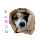 幸せパピヨン犬、ハナちゃんとナナちゃん♡（個別スタンプ：3）