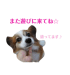 幸せパピヨン犬、ハナちゃんとナナちゃん♡（個別スタンプ：4）