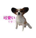 幸せパピヨン犬、ハナちゃんとナナちゃん♡（個別スタンプ：7）