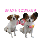 幸せパピヨン犬、ハナちゃんとナナちゃん♡（個別スタンプ：9）