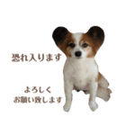 幸せパピヨン犬、ハナちゃんとナナちゃん♡（個別スタンプ：11）