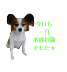 幸せパピヨン犬、ハナちゃんとナナちゃん♡（個別スタンプ：13）