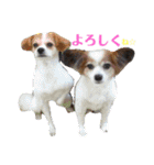 幸せパピヨン犬、ハナちゃんとナナちゃん♡（個別スタンプ：14）