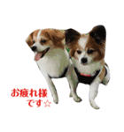 幸せパピヨン犬、ハナちゃんとナナちゃん♡（個別スタンプ：15）