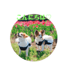 幸せパピヨン犬、ハナちゃんとナナちゃん♡（個別スタンプ：19）