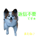 幸せパピヨン犬、ハナちゃんとナナちゃん♡（個別スタンプ：21）