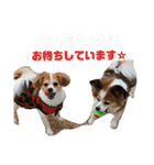 幸せパピヨン犬、ハナちゃんとナナちゃん♡（個別スタンプ：23）