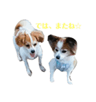 幸せパピヨン犬、ハナちゃんとナナちゃん♡（個別スタンプ：24）