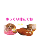 幸せパピヨン犬、ハナちゃんとナナちゃん♡（個別スタンプ：26）