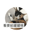 寵物戀（個別スタンプ：3）