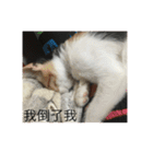 寵物戀（個別スタンプ：5）