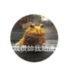 寵物戀（個別スタンプ：10）
