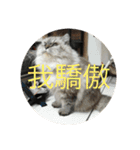 寵物戀（個別スタンプ：11）