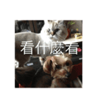 寵物戀（個別スタンプ：16）