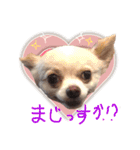 チワワのトップくん（個別スタンプ：4）