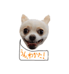 チワワのトップくん（個別スタンプ：6）