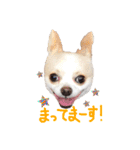 チワワのトップくん（個別スタンプ：7）