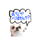 チワワのトップくん（個別スタンプ：8）