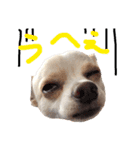 チワワのトップくん（個別スタンプ：10）