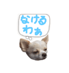チワワのトップくん（個別スタンプ：13）