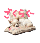 チワワのトップくん（個別スタンプ：18）
