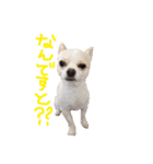 チワワのトップくん（個別スタンプ：21）