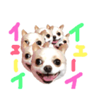チワワのトップくん（個別スタンプ：23）