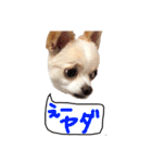 チワワのトップくん（個別スタンプ：24）
