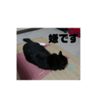 ゾロリスタンプ（個別スタンプ：3）