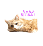 ルイレオリラ（個別スタンプ：1）