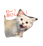 ルイレオリラ（個別スタンプ：2）