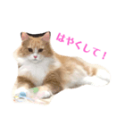 ルイレオリラ（個別スタンプ：5）