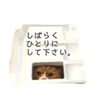 ルイレオリラ（個別スタンプ：6）