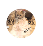 ルイレオリラ（個別スタンプ：7）