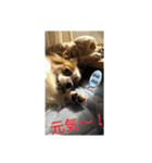 チロモコ1（個別スタンプ：3）