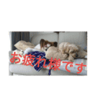 チロモコ1（個別スタンプ：14）