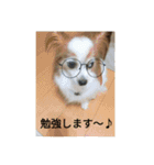 チロモコ1（個別スタンプ：16）