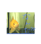 ふな goldfish（個別スタンプ：1）