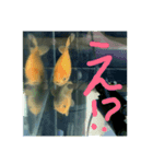 ふな goldfish（個別スタンプ：3）