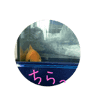 ふな goldfish（個別スタンプ：4）